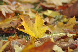 DSC_1195 DSC_1195